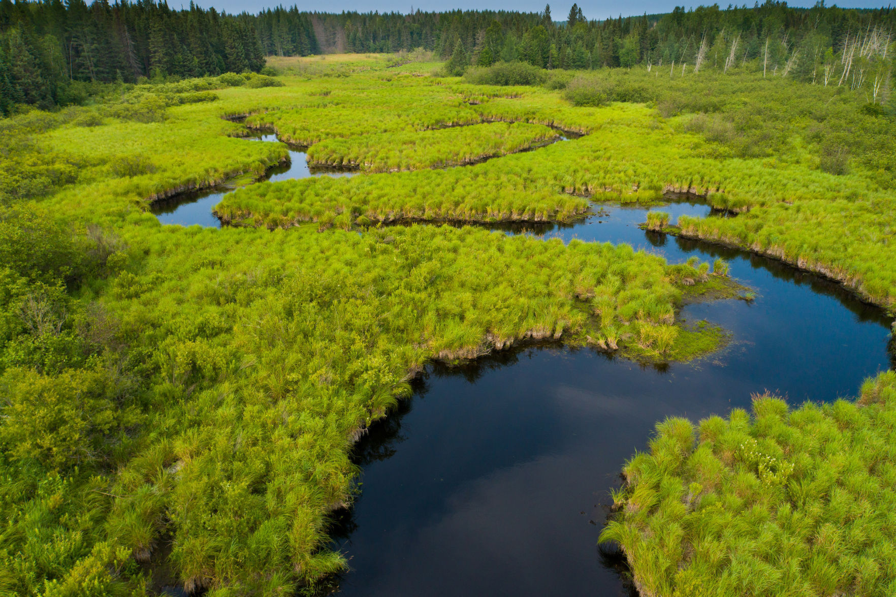 Pelican River Forest